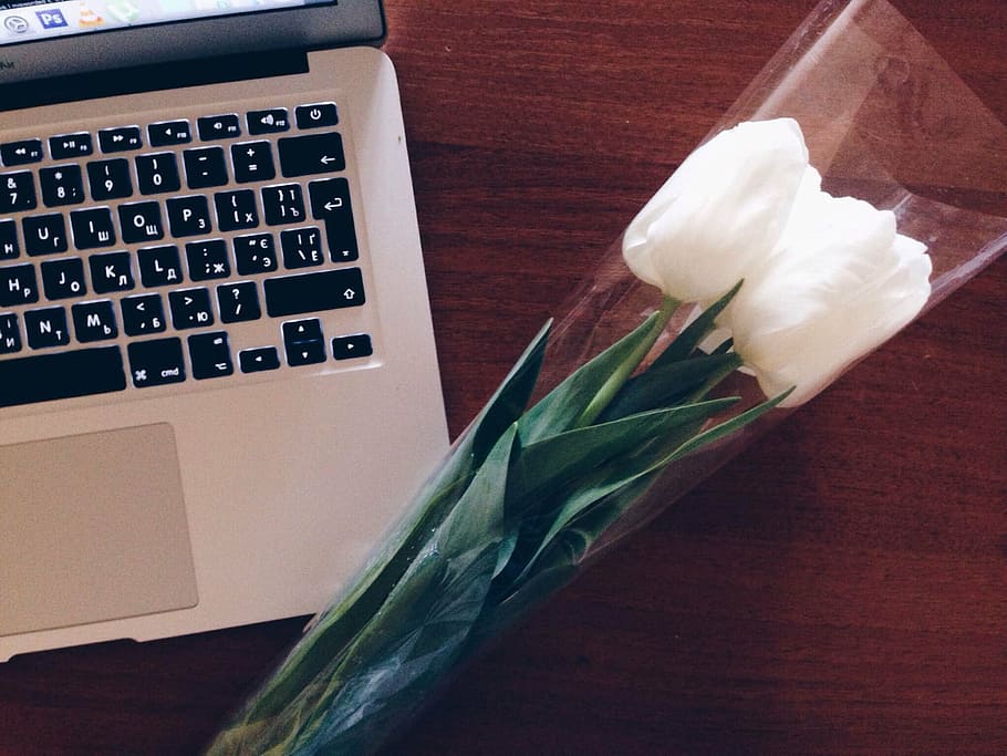 white tulip flowers on silver MacBook, closeup, photo, roses HD wallpaper