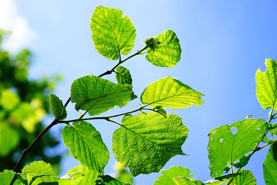 bush, hazelnut, leaves, leaf, plant part, green color, growth HD wallpaper