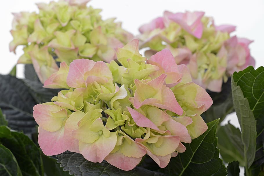 pink-and-green hydrangeas in bloom close up photot, flower HD wallpaper