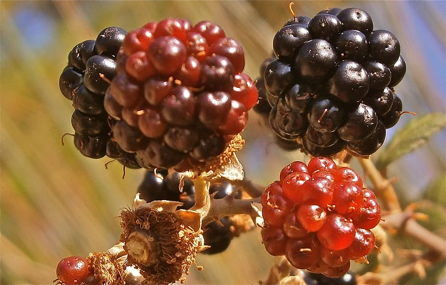 Fruit, Mora, Zarza, Nature, Wild, food, berry Fruit, ripe, close-up HD wallpaper