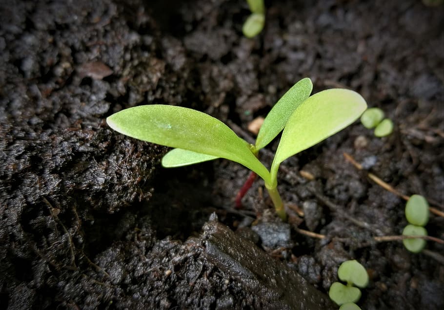 green sprout on soil, scion, seedling, germ leaves, plant, earth, HD wallpaper
