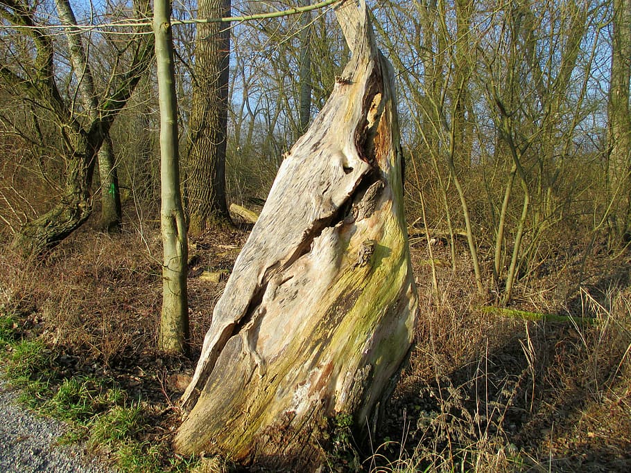 nature, tree, tribe, gnarled, old, strunk, tree stump, brown HD wallpaper