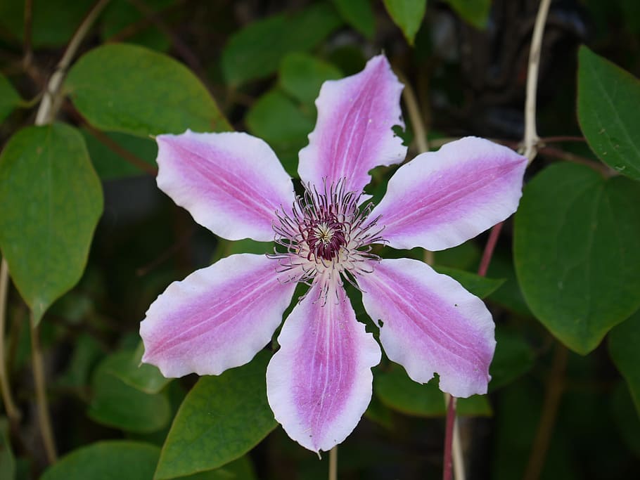 Clematis, Violet, Blossom, Bloom, climber, purple, helllila HD wallpaper