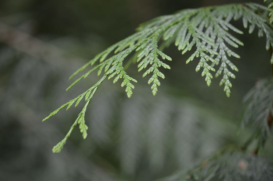 cedar, forest, nature, tree, branch, leaves, plant, close-up