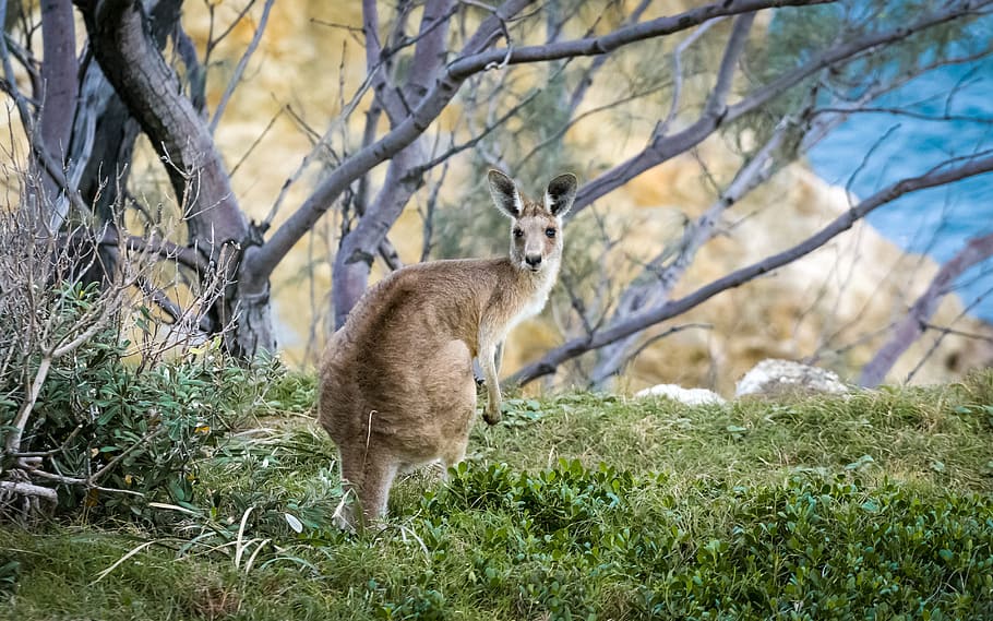 kangaroo standing near bare tree, animal, branches, cute, fur HD wallpaper