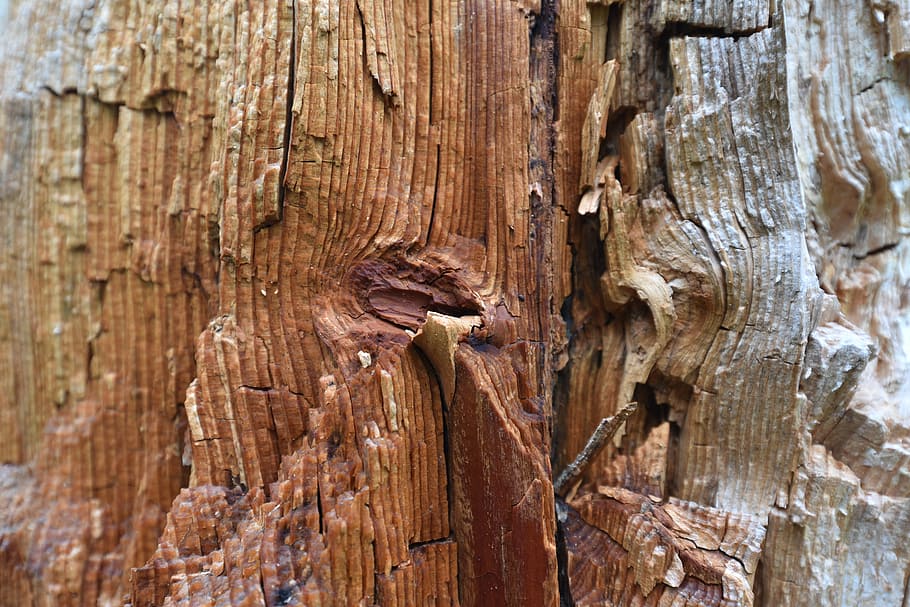 wood, tree, structure, tribe, nature, old, weathered baum, split
