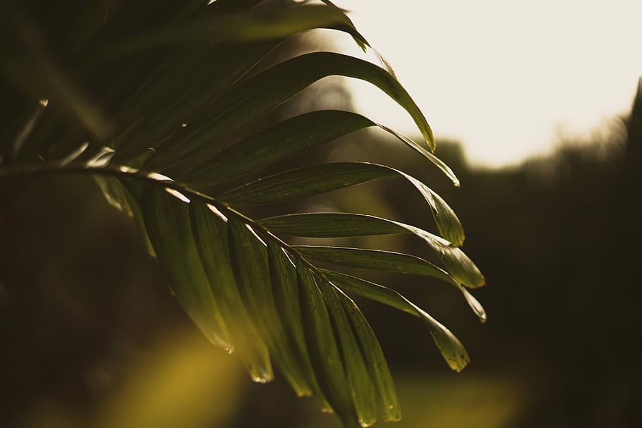 selective focus photography of green leaf, leafe, sunrise, palm HD wallpaper