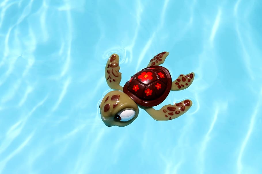 Turtle, Pool, Toy, Water, no people, animal themes, day, close-up HD wallpaper