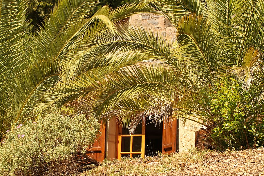 accommodation, holiday, mediterranean, still life, palm trees, HD wallpaper