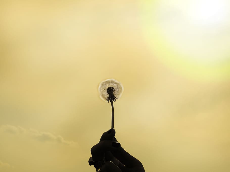 Dandelion, Flower, Sun, Hand, summer, light, yellow, close-up HD wallpaper
