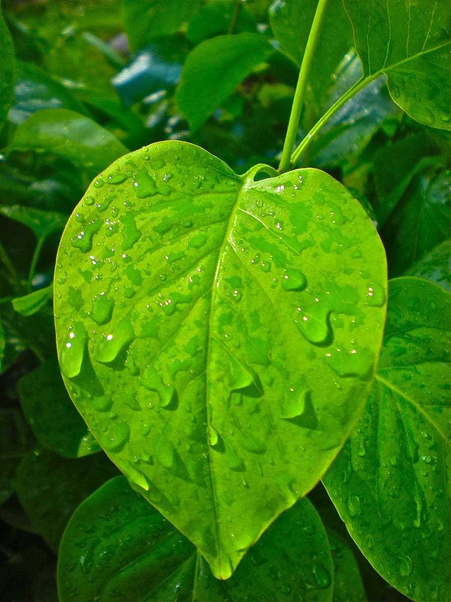 green leaf, heart, raindrops, green color, water, freshness HD wallpaper