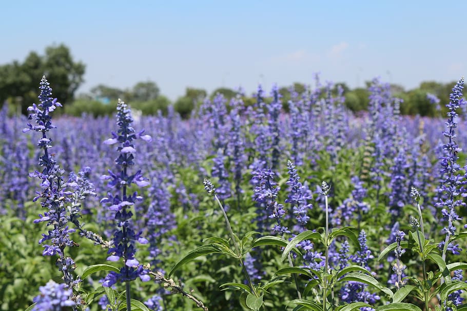 flowers, lavender fields, purple, flowering plant, freshness HD wallpaper