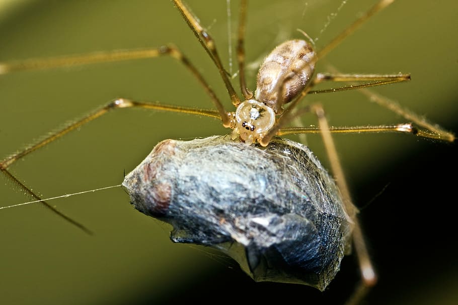 spider, fly, eat, prey, close, macro, insect, nature, caught HD wallpaper