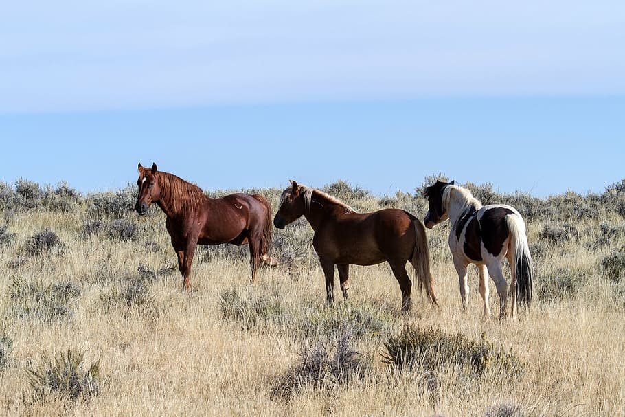 three horses standing on the ground surrounded by grass, wild horses, HD wallpaper