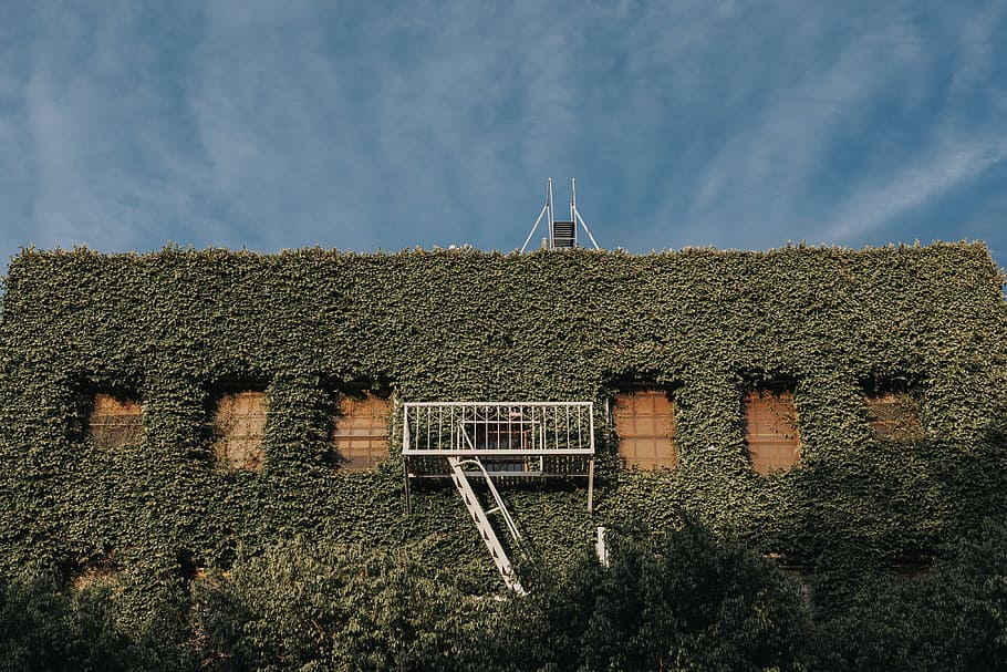 green leaves covered building, brown concrete building covered by green vine plant with white metal ladder during daytime HD wallpaper