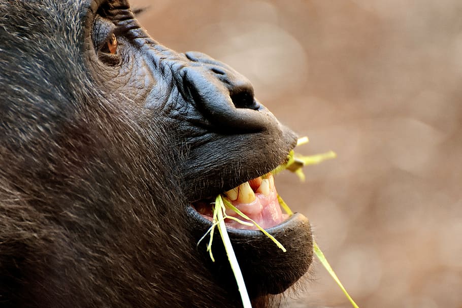 fill the frame photography of monkey, gorilla, funny, animal HD wallpaper