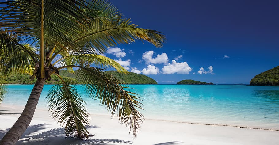 green coconut tree near seashore at daytime, sand, tropical HD wallpaper