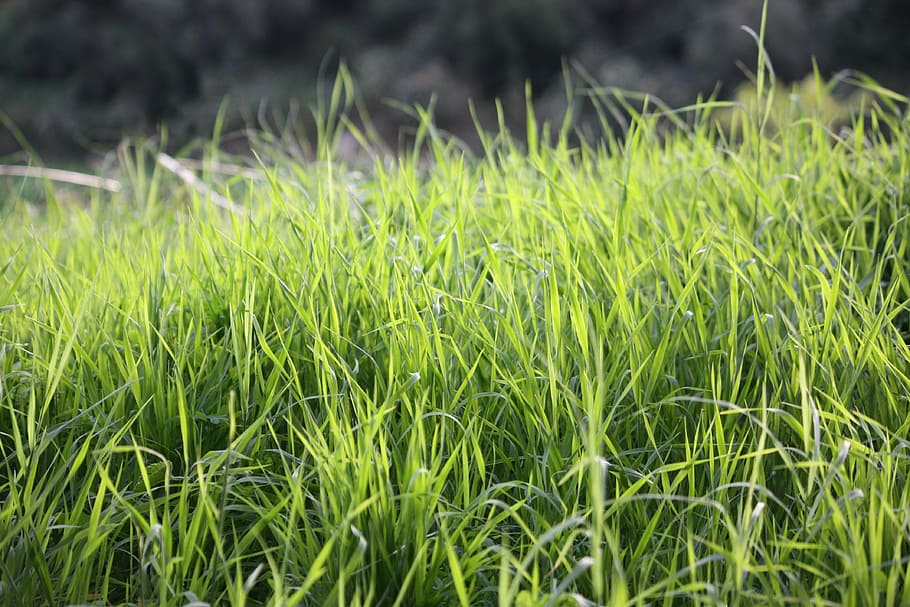 grass, prato, vegetation, garden, nature, meadows, campaign HD wallpaper