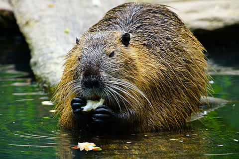 brown animal eating beside body of water, nutria, eats, beaver HD wallpaper