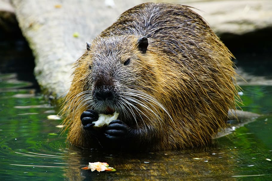 brown animal eating beside body of water, nutria, eats, beaver HD wallpaper