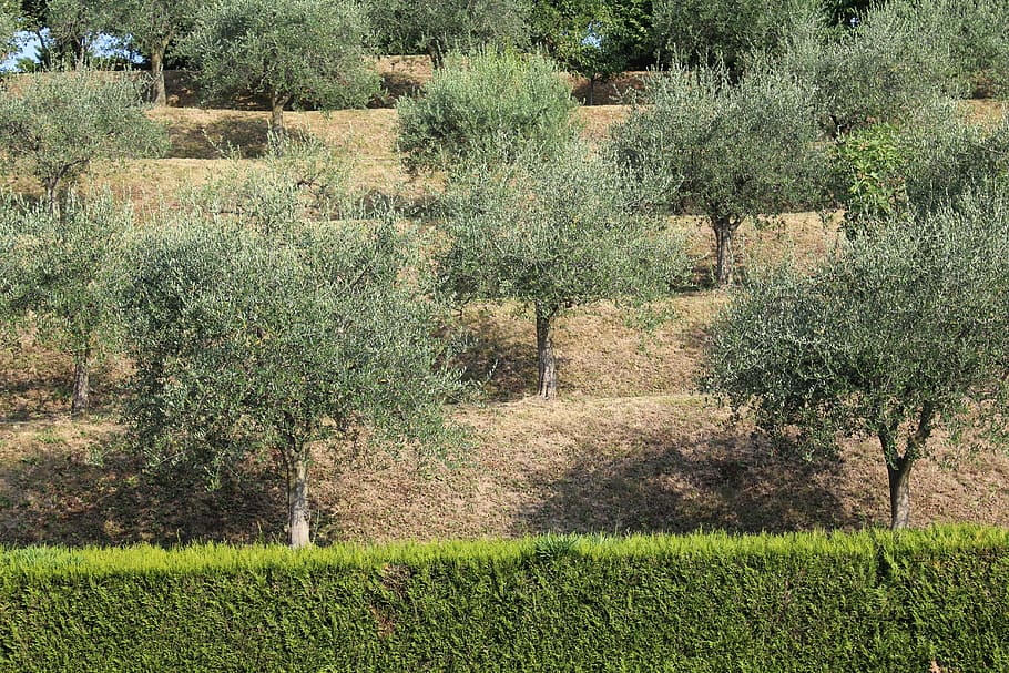 olive, hills, hedge, summer, merate, italy, plant, tree, growth HD wallpaper