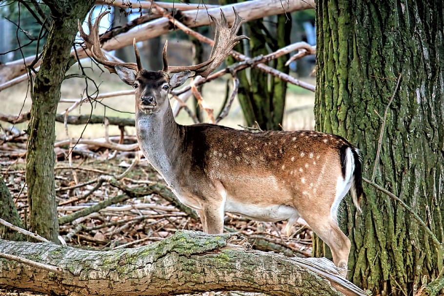 deer on forest, hirsch, fallow deer, nature, animal, mammal HD wallpaper