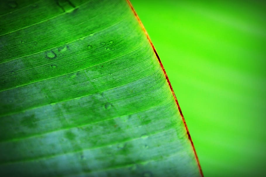 depth photography of banana leaf, beautiful, botany, chlorophyll, HD wallpaper