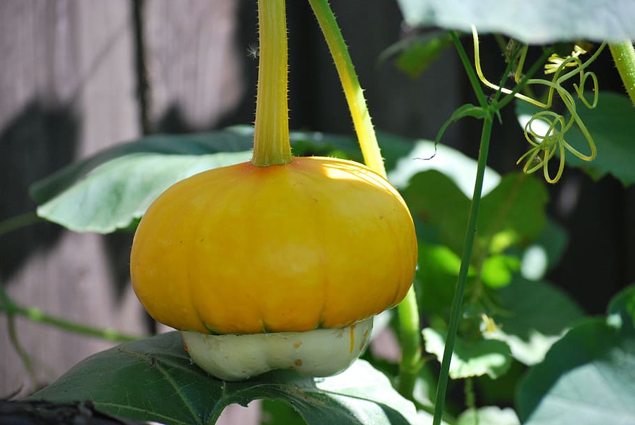 Pumpkin, Garden, Bio, decorative squashes, plant, natural, blossom HD wallpaper