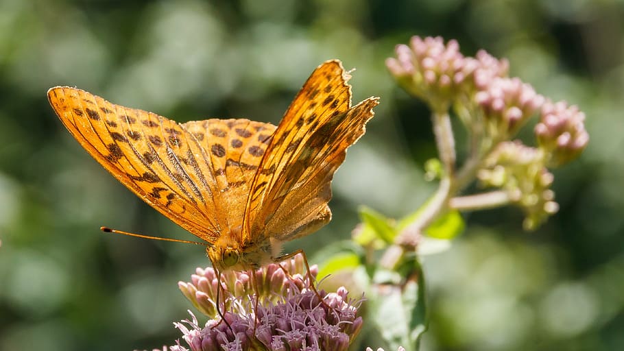 butterfly, close, orange, insect, blossom, bloom, plant, flower HD wallpaper