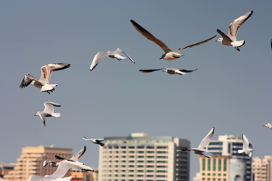 seagull, fly, bird, sky, flying, animals in the wild, animal wildlife HD wallpaper
