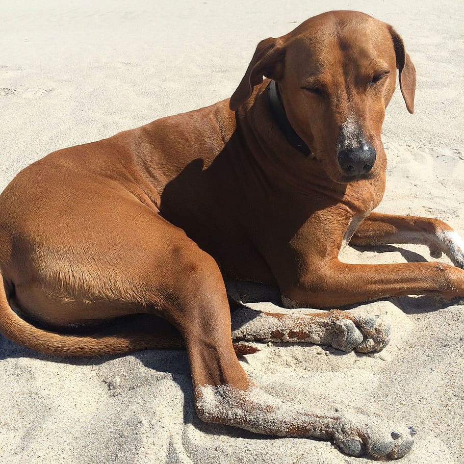 ridgeback, sand, dog, relaxed, hundeportrait, mammal, animal themes HD wallpaper
