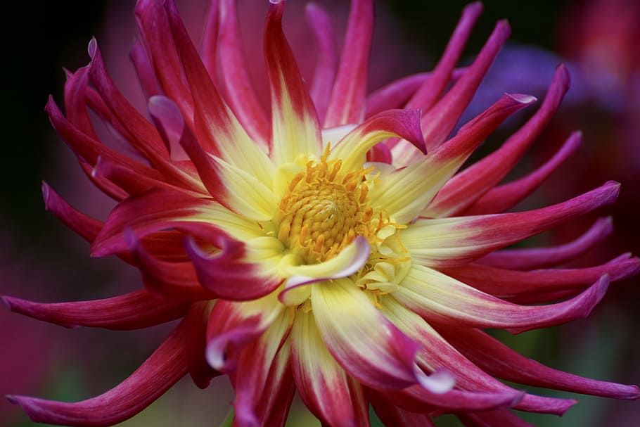close up photography of yellow and pink petaled flower, dahlia
