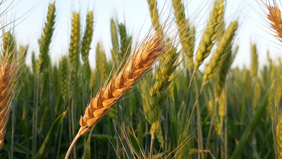 brown and green wheat field, cereal, bread, crop, straw, seed HD wallpaper