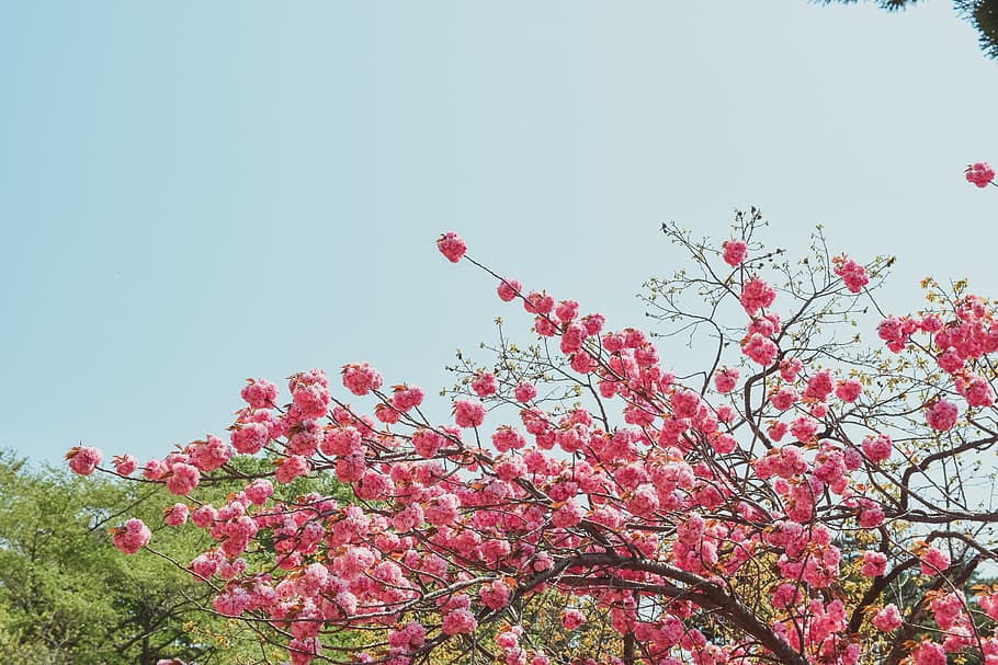 Fold, Cherry, Flowers, Spring, fold cherry, nature, pink Color HD wallpaper