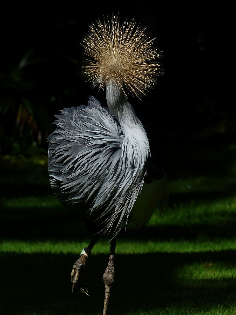 Crane, Bird, Spring, Crown, spring crown, south africa grey crowned crane, HD wallpaper