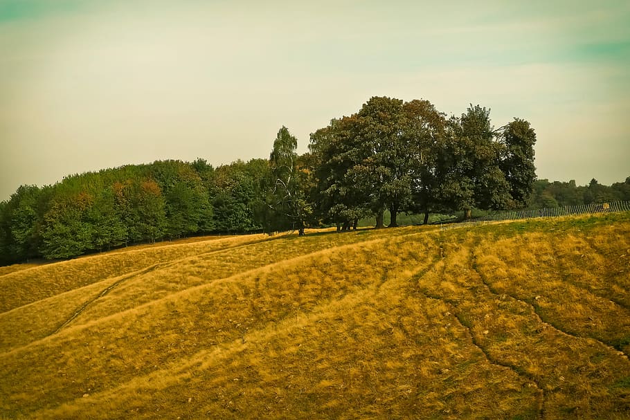 Landscape, Nature, Meadow, Forest, of course, clouds, sky, hill HD wallpaper