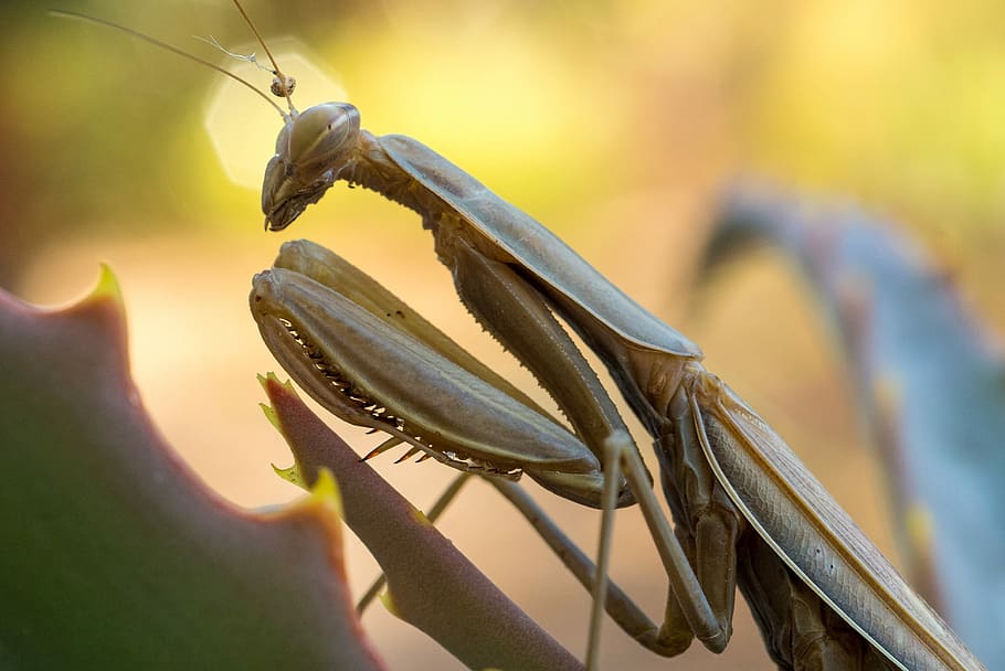 Eyes wide open., shallow focus photo of mantis, insect, bug, praying mantis HD wallpaper