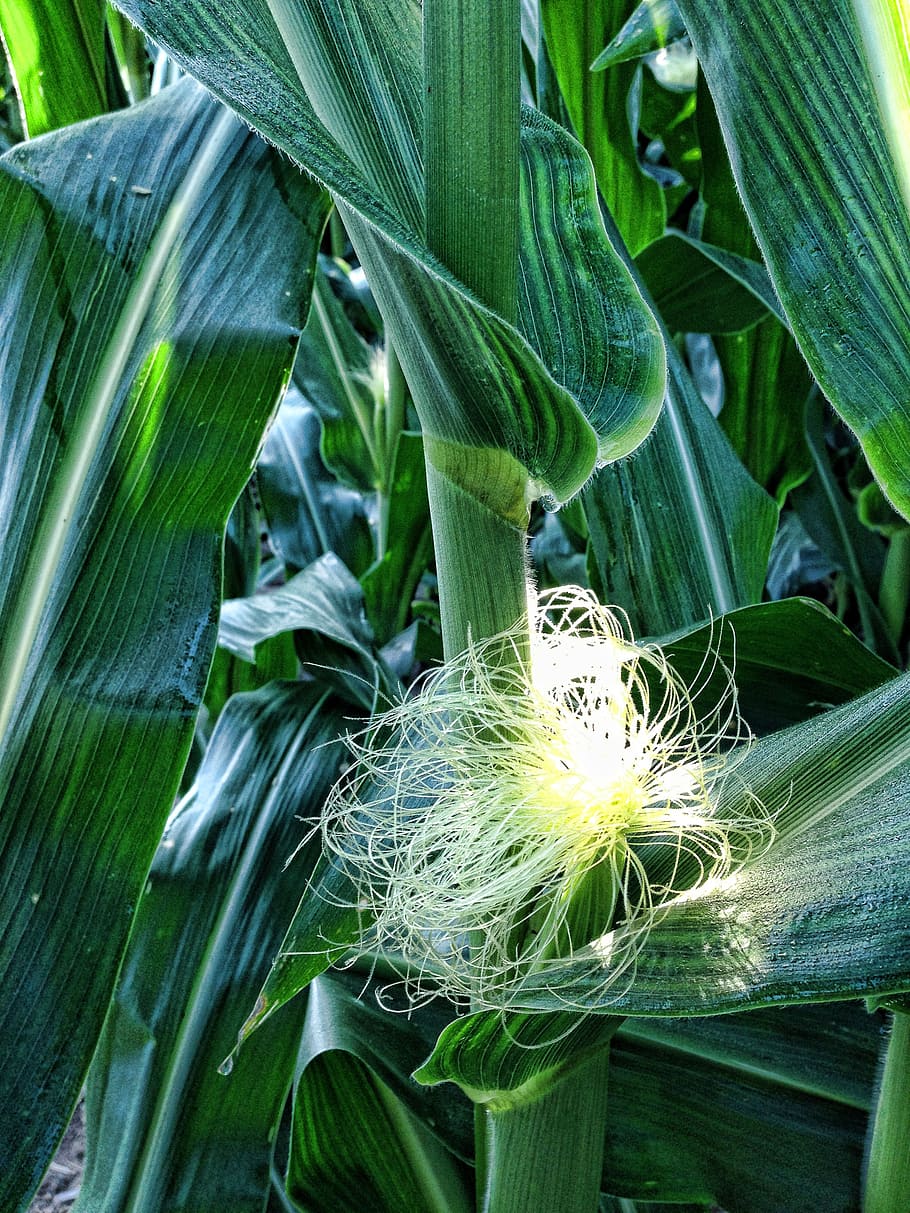 corn, silk, ears, cob, hair, plants, maize, agriculture, green HD wallpaper