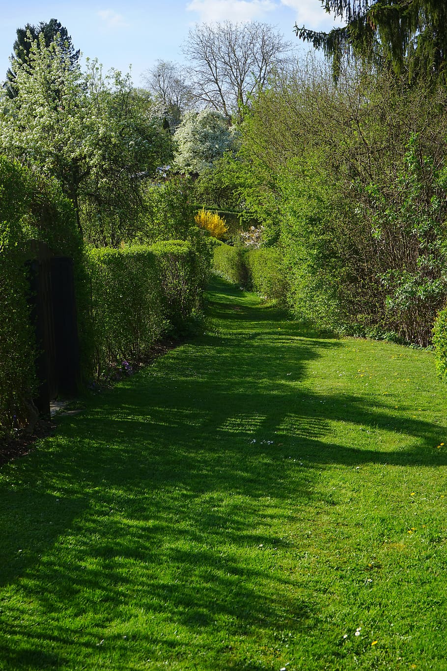 meadow, away, hedge, path, shrubs, spring, spring day, summer HD wallpaper