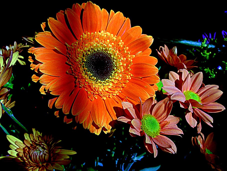 Petals, Flower, Orange, no people, beauty in nature, flower head HD wallpaper