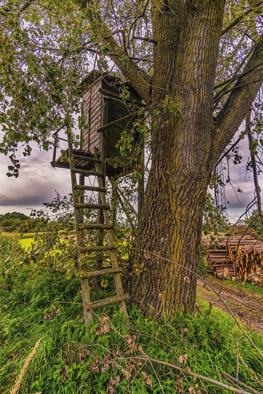 Forest stand. Tree Hut.