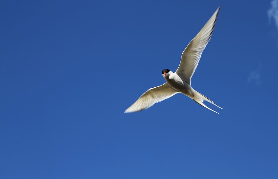 arctic tern, bird, flight, flying, wings, sky, animal themes HD wallpaper