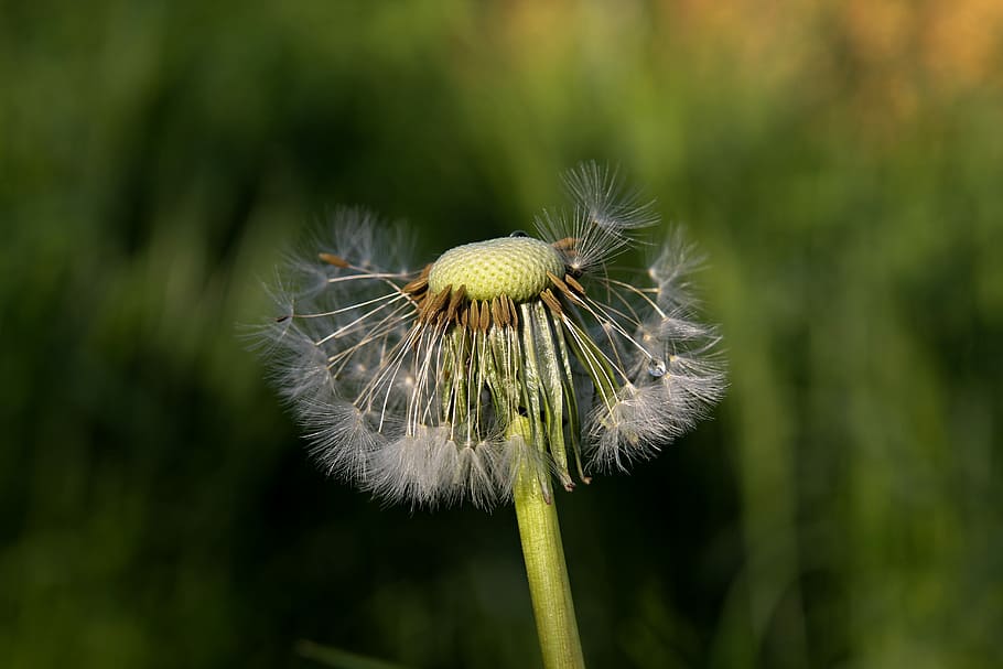 nature, grass, dandelion, flower, flowering plant, fragility HD wallpaper