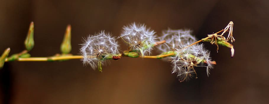 dandelion, down, plant, nature, close-up, flower, flowering plant HD wallpaper
