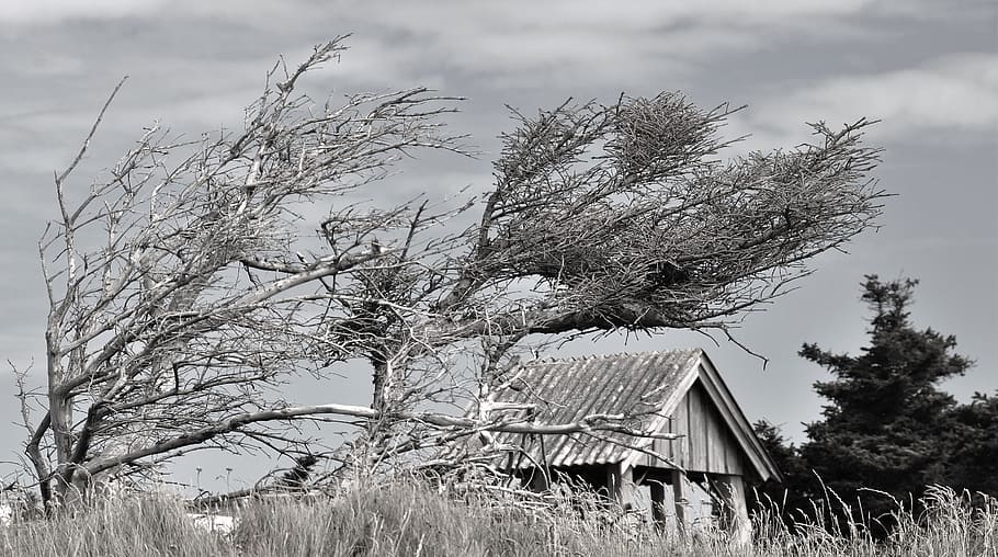 wind, storm, winds from the west, clouds, denmark, landscape HD wallpaper