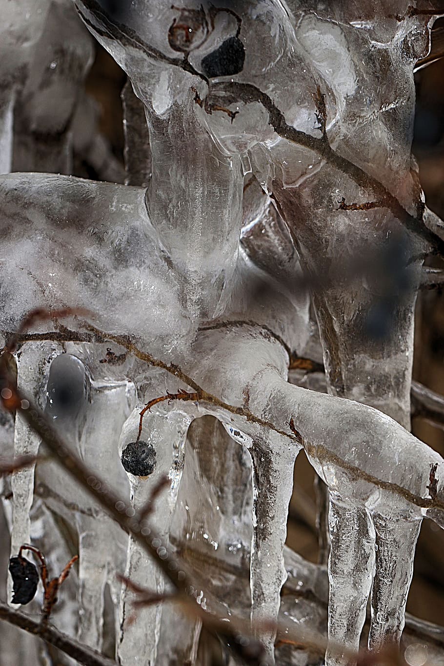icicle, closeup, berry, winter, ice, no people, close-up, metal HD wallpaper