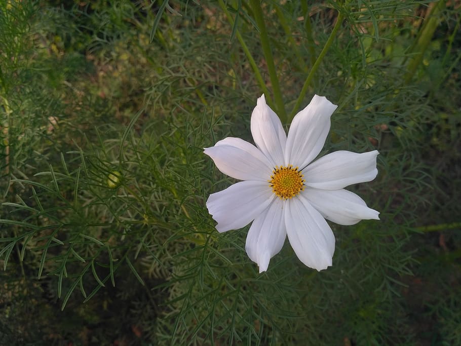 white, flower, garden, flowering plant, fragility, vulnerability HD wallpaper