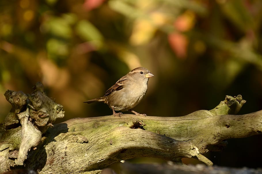 brown bird perched on tree branch, sparrow, sit, nature, leaves HD wallpaper