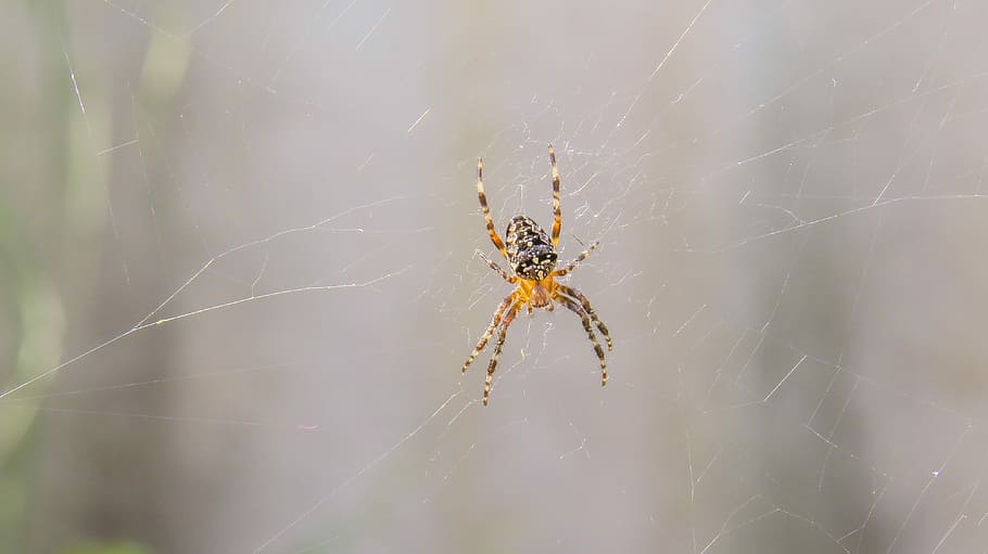 Spider, Cobweb, Network, Nature, Close, insect, networking HD wallpaper