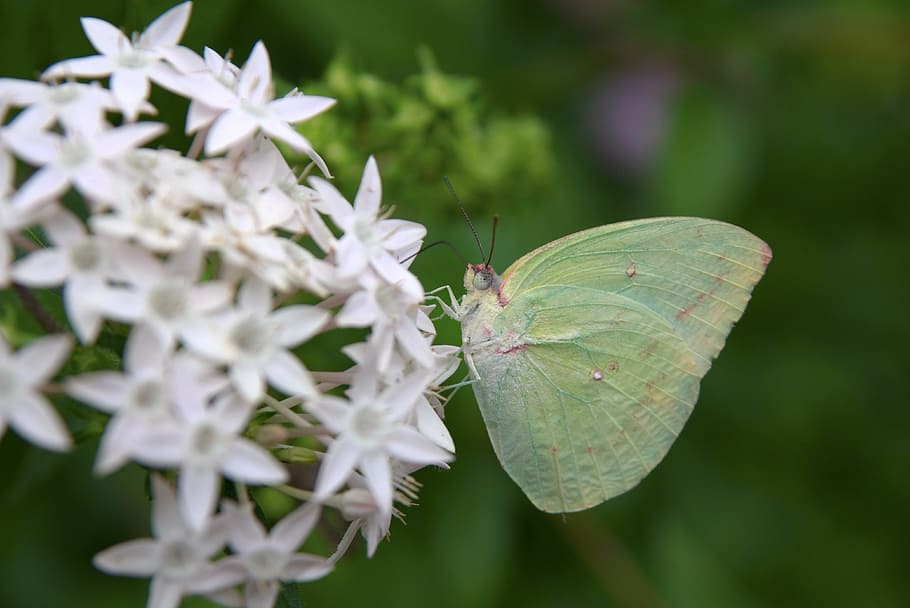 shallow focus photo of cabbage white butterfly perched on flower, HD wallpaper